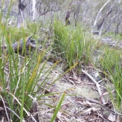 Lomandra longifolia at Yaouk, NSW - 5 Nov 2023