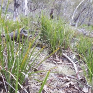 Lomandra longifolia at Yaouk, NSW - 5 Nov 2023