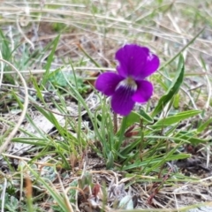 Viola betonicifolia subsp. betonicifolia at Yaouk, NSW - 5 Nov 2023