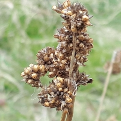 Juncus australis (Australian Rush) at Yaouk, NSW - 5 Nov 2023 by JARS