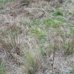 Juncus australis at Yaouk, NSW - 5 Nov 2023