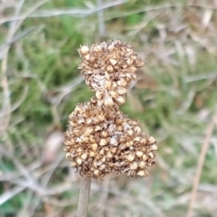 Juncus australis at Yaouk, NSW - 5 Nov 2023