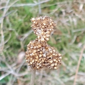 Juncus australis at Yaouk, NSW - 5 Nov 2023