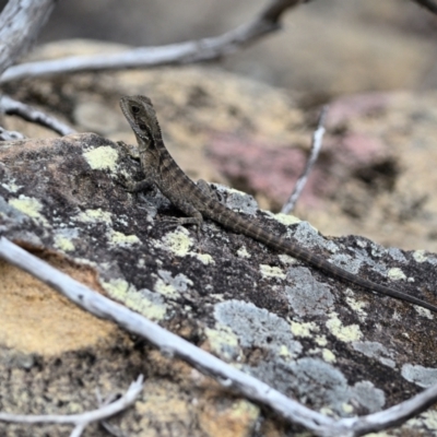 Intellagama lesueurii lesueurii (Eastern Water Dragon) at Wollondilly Local Government Area - 10 Nov 2023 by Freebird