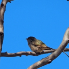 Chrysococcyx basalis (Horsfield's Bronze-Cuckoo) at Holt, ACT - 16 Nov 2023 by wombey