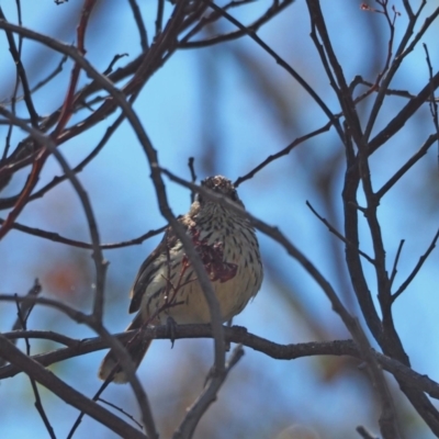 Pyrrholaemus sagittatus (Speckled Warbler) at Woodstock Nature Reserve - 17 Nov 2023 by wombey