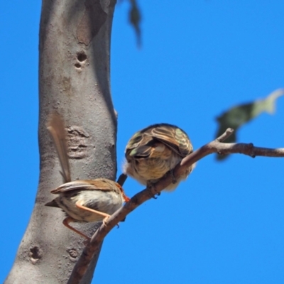 Malurus cyaneus (Superb Fairywren) at Holt, ACT - 17 Nov 2023 by wombey
