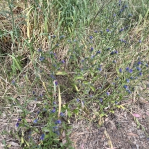 Echium plantagineum at Acton, ACT - 16 Nov 2023