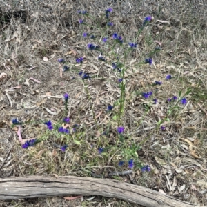 Echium plantagineum at Acton, ACT - 16 Nov 2023