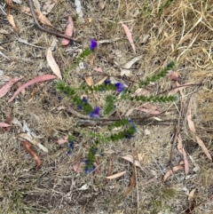 Echium plantagineum at Acton, ACT - 16 Nov 2023