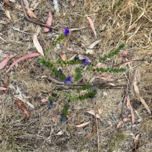 Echium plantagineum at Acton, ACT - 16 Nov 2023