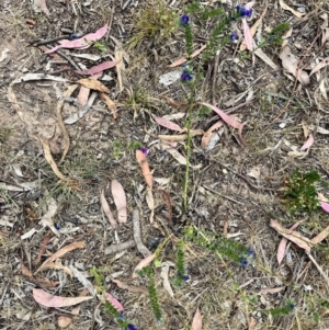 Echium plantagineum at Acton, ACT - 16 Nov 2023