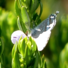 Lampides boeticus (Long-tailed Pea-blue) at Queanbeyan West, NSW - 16 Nov 2023 by Paul4K