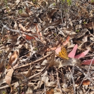 Heteronympha merope at QPRC LGA - 17 Nov 2023