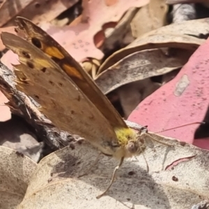 Heteronympha merope at QPRC LGA - 17 Nov 2023