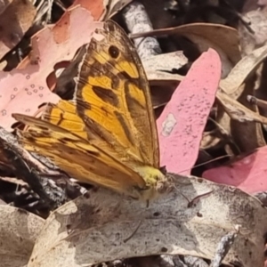 Heteronympha merope at QPRC LGA - 17 Nov 2023