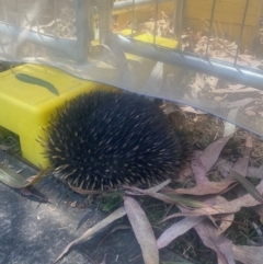 Tachyglossus aculeatus (Short-beaked Echidna) at Parkes, ACT - 17 Nov 2023 by emmaern8