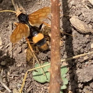 Cryptocheilus bicolor at Emu Creek Belconnen (ECB) - 17 Nov 2023 01:27 PM