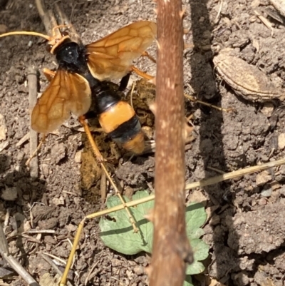 Cryptocheilus bicolor (Orange Spider Wasp) at Flea Bog Flat to Emu Creek Corridor - 17 Nov 2023 by JohnGiacon