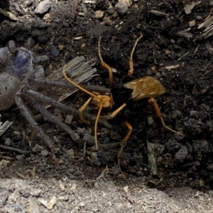 Cryptocheilus bicolor at Emu Creek Belconnen (ECB) - 17 Nov 2023