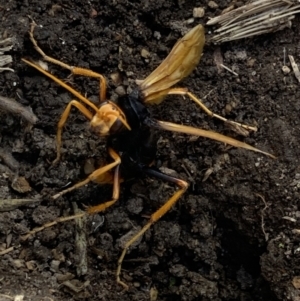 Cryptocheilus bicolor at Emu Creek Belconnen (ECB) - 17 Nov 2023