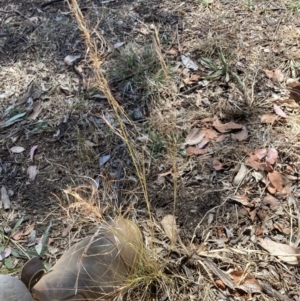 Austrostipa scabra at Emu Creek Belconnen (ECB) - 17 Nov 2023 11:21 AM