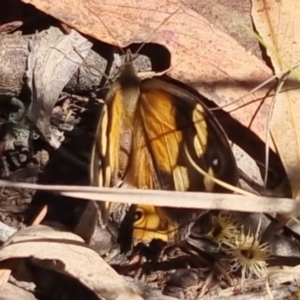 Heteronympha merope at QPRC LGA - 17 Nov 2023