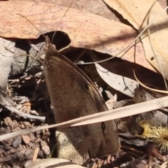 Heteronympha merope at QPRC LGA - 17 Nov 2023