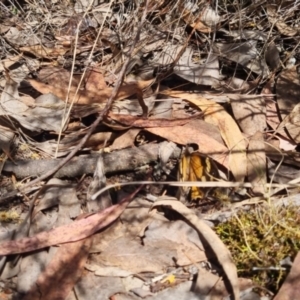 Heteronympha merope at QPRC LGA - 17 Nov 2023