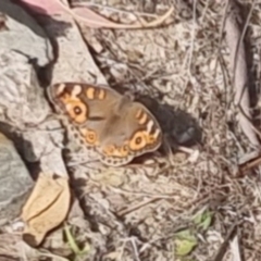 Junonia villida (Meadow Argus) at QPRC LGA - 17 Nov 2023 by clarehoneydove