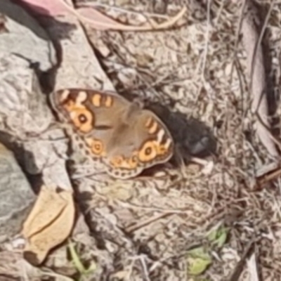 Junonia villida (Meadow Argus) at QPRC LGA - 17 Nov 2023 by clarehoneydove