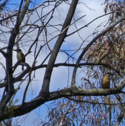 Todiramphus sanctus (Sacred Kingfisher) at Captains Flat, NSW - 17 Nov 2023 by Csteele4