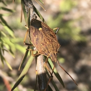 Poecilometis strigatus at Waramanga, ACT - 17 Nov 2023