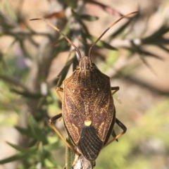 Poecilometis strigatus at Waramanga, ACT - suppressed