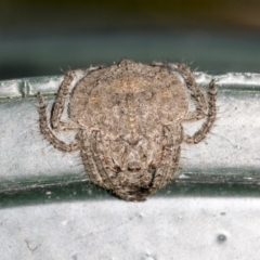 Dolophones sp. (genus) (Wrap-around spider) at Higgins, ACT - 17 Nov 2023 by AlisonMilton