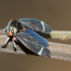 Eurymeloides lineata (Lined gumtree hopper) at Higgins, ACT - 16 Nov 2023 by AlisonMilton