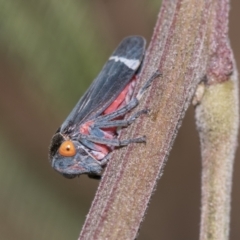 Eurymeloides lineata at Higgins, ACT - 17 Nov 2023