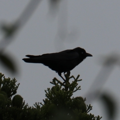 Corvus orru (Torresian Crow) at Lamington National Park - 7 Nov 2023 by Rixon