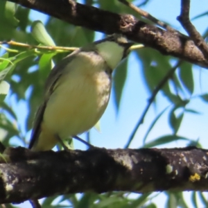 Pachycephala rufiventris at QPRC LGA - 17 Nov 2023