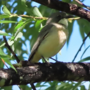 Pachycephala rufiventris at QPRC LGA - 17 Nov 2023