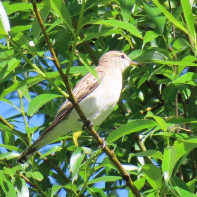 Lalage tricolor (White-winged Triller) at QPRC LGA - 16 Nov 2023 by MatthewFrawley