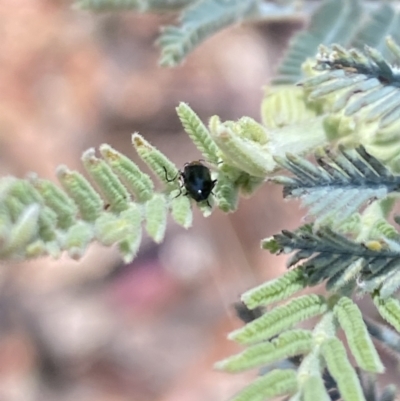 Adoxia benallae at Namadgi National Park - 17 Nov 2023 by Jubeyjubes