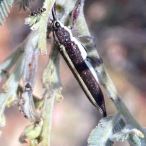 Rhinotia suturalis at Namadgi National Park - 17 Nov 2023