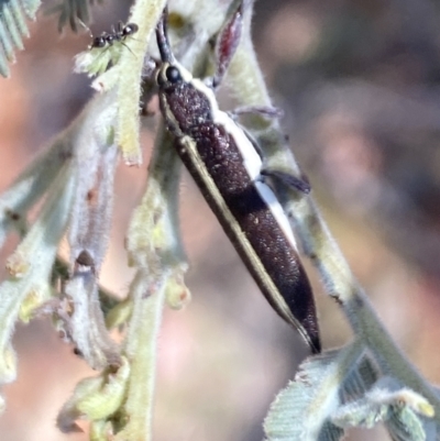 Rhinotia suturalis (Belid weevil) at Namadgi National Park - 17 Nov 2023 by Jubeyjubes