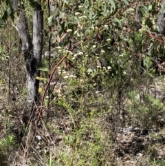 Ozothamnus thyrsoideus (Sticky Everlasting) at Namadgi National Park - 17 Nov 2023 by Jubeyjubes