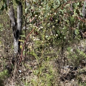 Ozothamnus thyrsoideus at Namadgi National Park - 17 Nov 2023