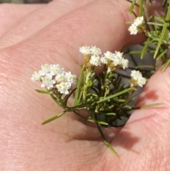 Ozothamnus thyrsoideus at Namadgi National Park - 17 Nov 2023