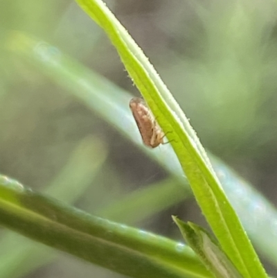 Cicadellidae (family) (Unidentified leafhopper) at Namadgi National Park - 17 Nov 2023 by Jubeyjubes