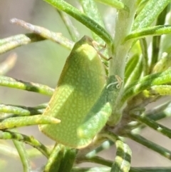 Siphanta sp. (genus) at Namadgi National Park - 17 Nov 2023 11:16 AM