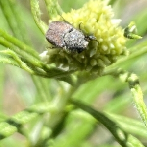 Scarabaeidae (family) at Namadgi National Park - 17 Nov 2023 11:19 AM